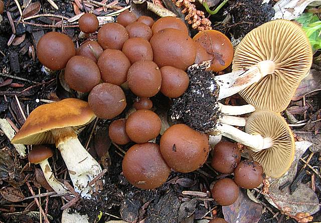 Una Galerina al giardino botanico